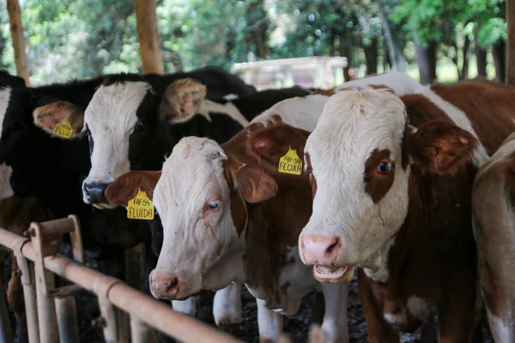 Sanidade animal: SP faz campanha de atualização de rebanhos até domingo Sanidade animal: SP faz campanha de atualização de rebanhos até domingo (14) - Agência SP